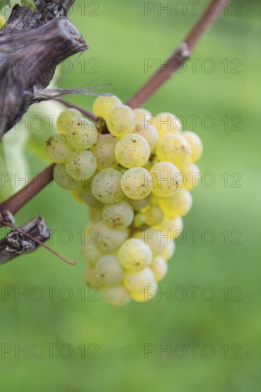 Close-up of green grapes on a vine with a green background, Riesling variety, Baden-Württemberg, Germany