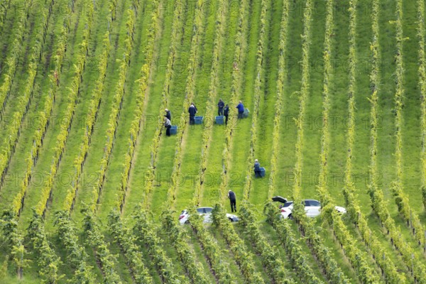 Workers harvesting in orderly rows of vines on a green slope, Baden-Württemberg, Germany