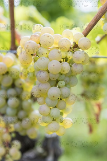 Green grapes on the vine in detail with blurred background, Riesling variety, Baden-Württemberg, Germany