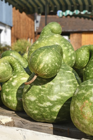 Green Kalebasse 'Speckled Swan' gooseneck gourd