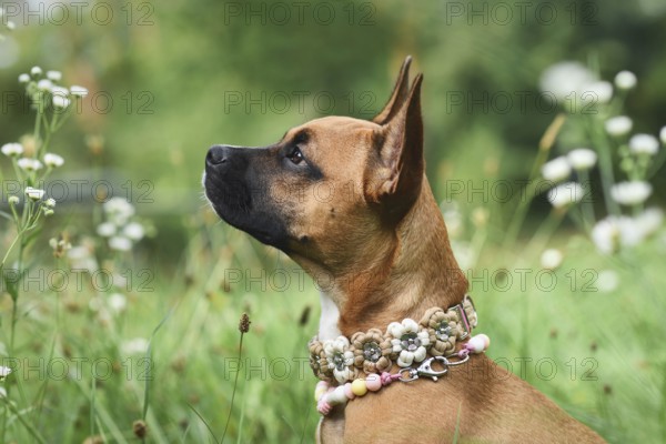 Brown mixed breed dog wearing flower paracord collar on meadow