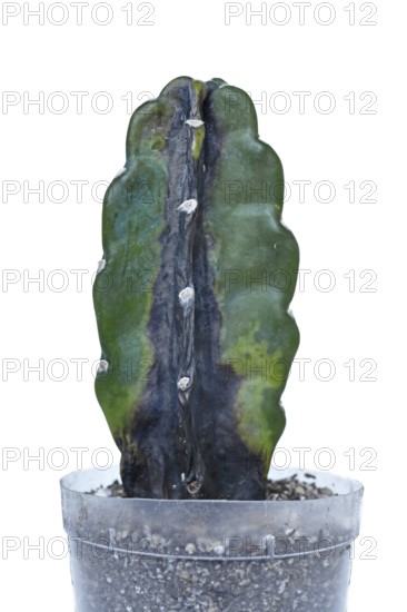 Black rot on overwatered Cereus Jamacaru cactus houseplant