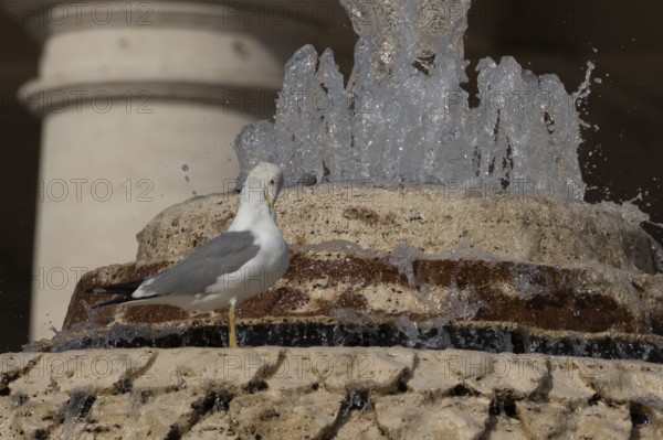 Yellow-legged gull (Larus michahellis) adult bird in a water fountain in the city, Rome, Italy