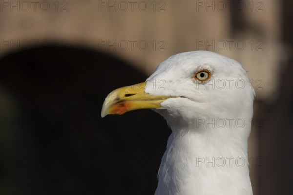 Yellow-legged gull (Larus michahellis) adult bird head portrait, Rome, Italy