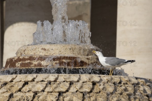 Yellow-legged gull (Larus michahellis) adult bird drinking in a water fountain in the city, Rome, Italy