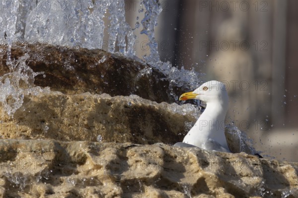 Yellow-legged gull (Larus michahellis) adult bird bathing in a water fountain in the city, Rome, Italy