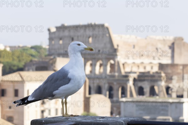 Yellow-legged gull (Larus michahellis) adult bird on an ancient city building with The Colosseum in the background, Rome, Italy