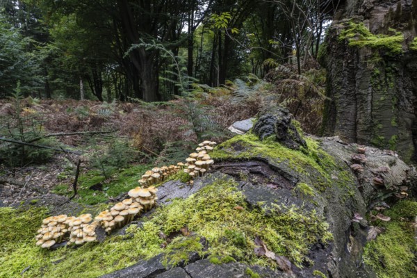 Sulphur tuft (Hypholoma fasciculare) Emsland, Lower Saxony, Germany