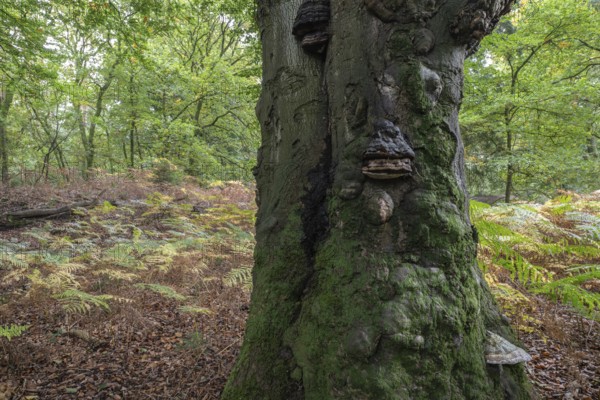Old copper beech (Fagus sylvatica) and bracken fern (Pteridium aquifolium) infested with tinder fungus (Fomes fomentarius), Emsland, Lower Saxony, Germany