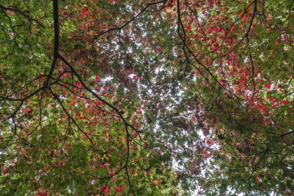 Aconite-leaved maple (Acer japonicum Aconitifolium), Emsland, Lower Saxony, Germany