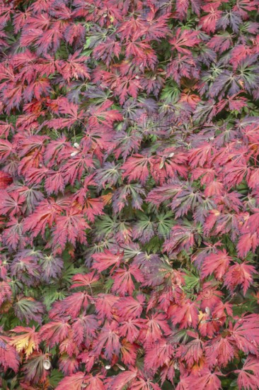 Aconite-leaved maple (Acer japonicum Aconitifolium), Emsland, Lower Saxony, Germany