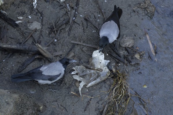 Hooded crow (Corvus cornix) two adult birds feeding on litter by a river, Rome, Italy