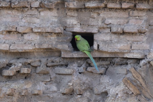 Ring-necked or Rose-ringed parakeet (Psittacula krameri) adult bird sitting in a hole in an ancient city building, Rome, Italy