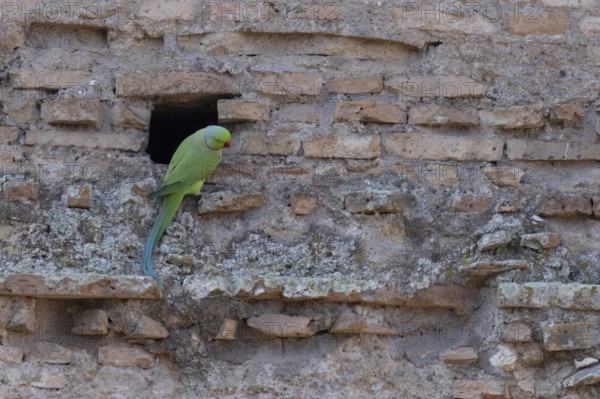 Ring-necked or Rose-ringed parakeet (Psittacula krameri) adult bird sitting by a hole in an ancient city building, Rome, Italy