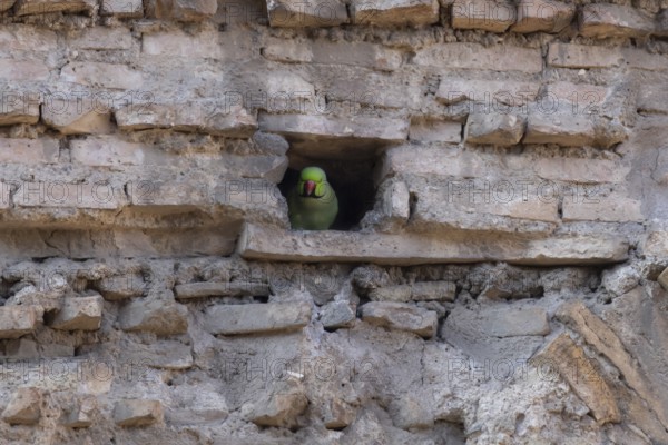 Ring-necked or Rose-ringed parakeet (Psittacula krameri) adult bird looking out of a hole in an ancient city building, Rome, Italy