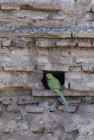 Ring-necked or Rose-ringed parakeet (Psittacula krameri) adult bird sitting in a hole in an ancient city building, Rome, Italy