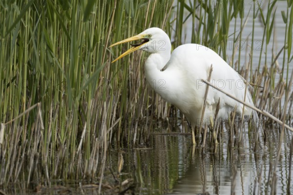 Great white egret (Ardea alba) adult bird feeding on a fish on the edge of a reedbed, England, United Kingdom