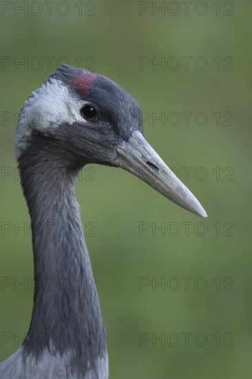 Eurasian or Common crane (Grus grus) adult bird head portrait, England, United Kingdom