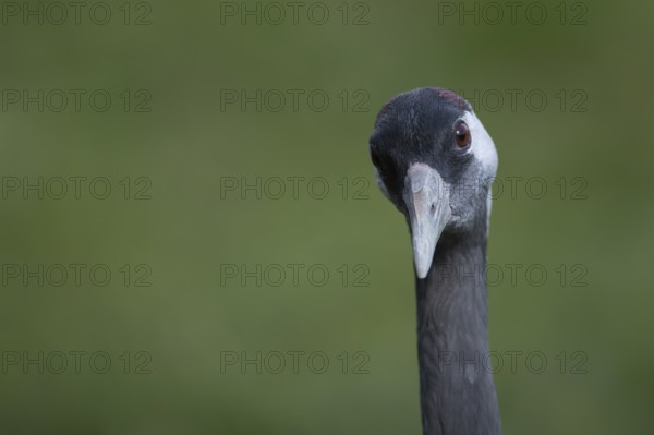 Eurasian or Common crane (Grus grus) adult bird head portrait, England, United Kingdom
