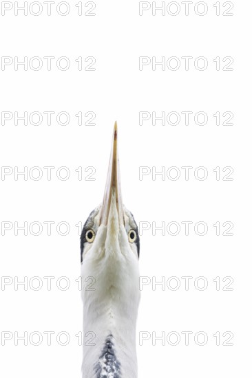 Grey heron (Ardea cinerea) adult bird head portrait, England, United Kingdom