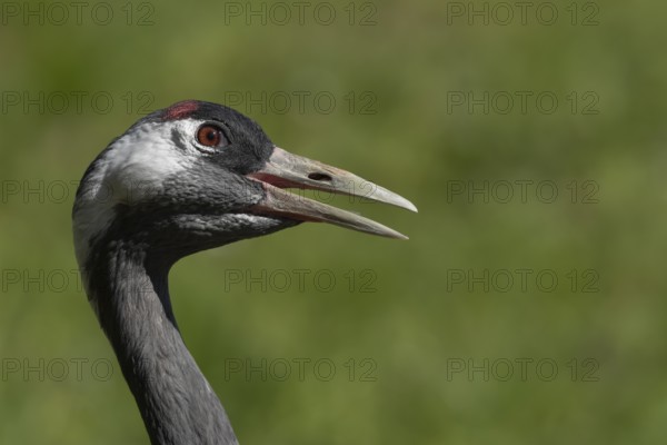Eurasian or Common crane (Grus grus) adult bird with its beak open calling, England, United Kingdom