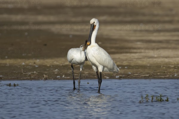 Eurasian spoonbill (Platalea leucorodia) adult bird with a juvenile bird begging for food in a shallow lagoon, England, United Kingdom