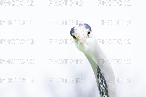 Grey heron (Ardea cinerea) adult bird head portrait, England, United Kingdom
