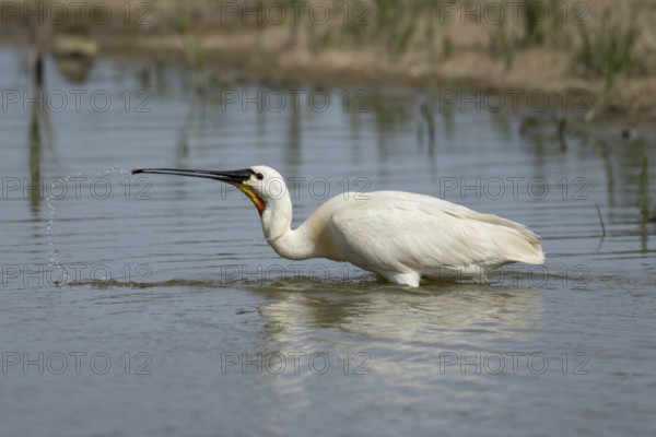 Eurasian spoonbill (Platalea leucorodia) adult bird feeding in a shallow lagoon, England, United Kingdom