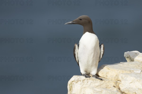 Guillemot (Uria aalge) adult sea bird on a cliff ledge, England, United Kingdom