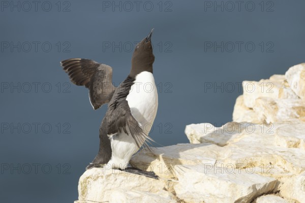 Guillemot (Uria aalge) adult sea bird stretching its wings on a cliff ledge, England, United Kingdom