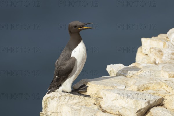 Guillemot (Uria aalge) adult sea bird with its beak open calling on a cliff ledge, England, United Kingdom