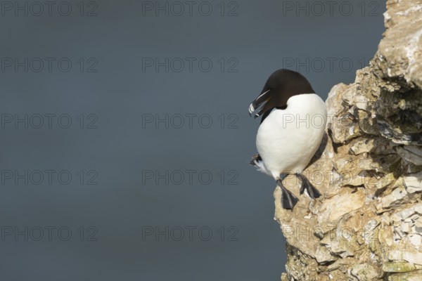 Razorbill (Alca torda) adult sea bird with its beak open calling on a cliff ledge, England, United Kingdom