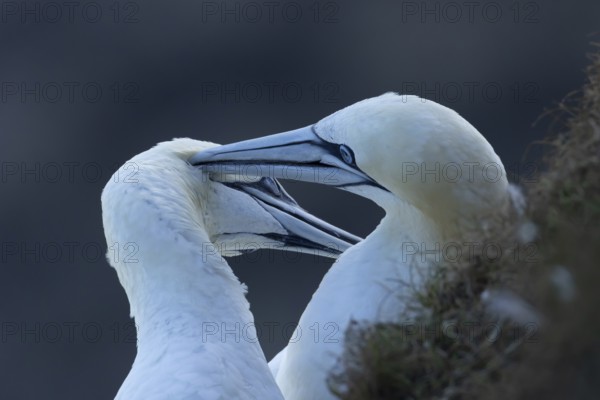 Northern gannet (Morus bassanus) two adult sea birds during their courtship love display on a cliff ledge, England, United Kingdom