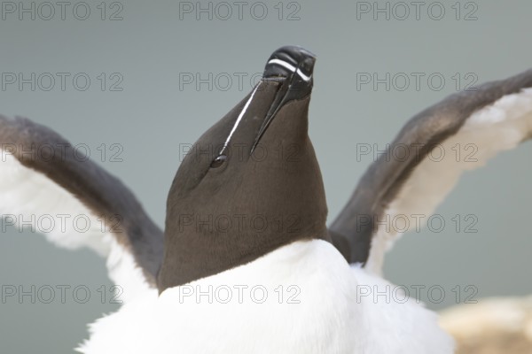 Razorbill (Alca torda) adult sea bird stretching its wings on a cliff ledge, England, United Kingdom