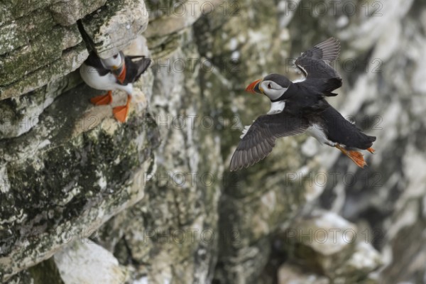 Atlantic puffin (Fratercula arctica) adult sea bird flying toward a cliff ledge, England, United Kingdom