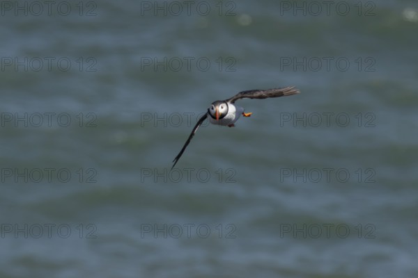 Atlantic puffin (Fratercula arctica) adult sea bird flying, England, United Kingdom