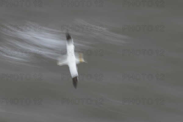 Northern gannet (Morus bassanus) adult sea bird flying - slow motion blur image, England, United Kingdom