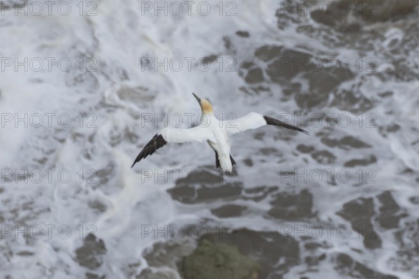 Northern gannet (Morus bassanus) adult sea bird flying, England, United Kingdom
