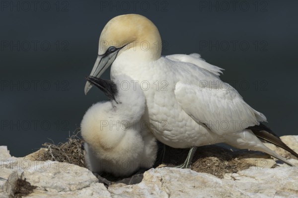 Northern gannet (Morus bassanus) adult parent bird and juvenile baby bird on a cliff ledge in summer, England, United Kingdom