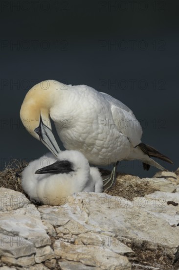 Northern gannet (Morus bassanus) adult parent bird and juvenile baby bird on a cliff ledge in summer, England, United Kingdom