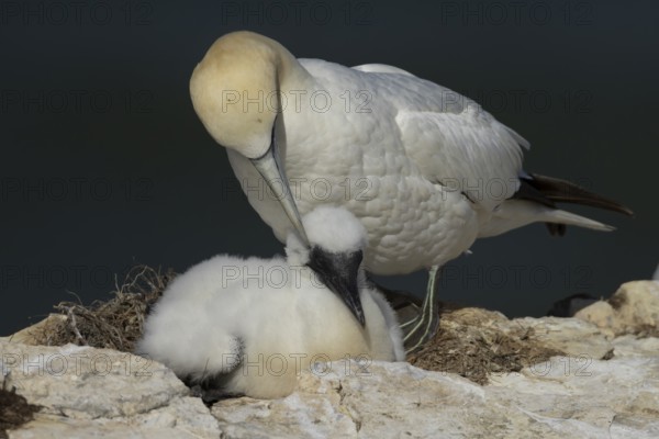 Northern gannet (Morus bassanus) adult and juvenile baby sea birds on a cliff ledge in summer, England, United Kingdom