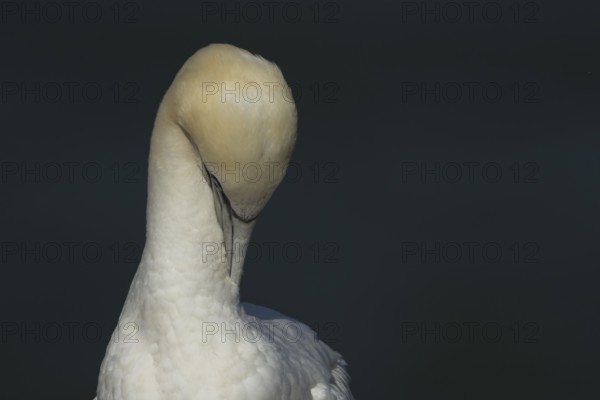 Northern gannet (Morus bassanus) adult sea bird preening on a cliff ledge, England, United Kingdom