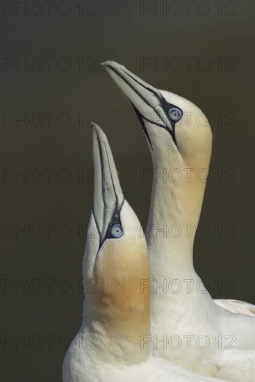 Northern gannet (Morus bassanus) two adult sea birds during their courtship love display on a cliff ledge, England, United Kingdom