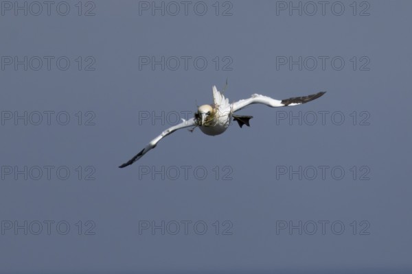 Northern gannet (Morus bassanus) adult sea bird flying with nesting material in its beak, England, United Kingdom