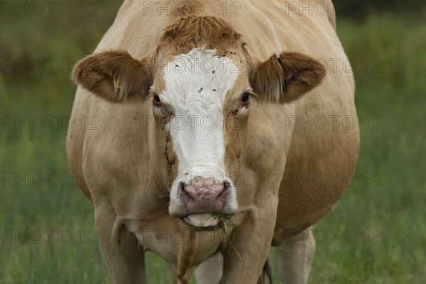Cattle or Cow (Bos taurus) adult farm animal feeding in a grass field, England, United Kingdom