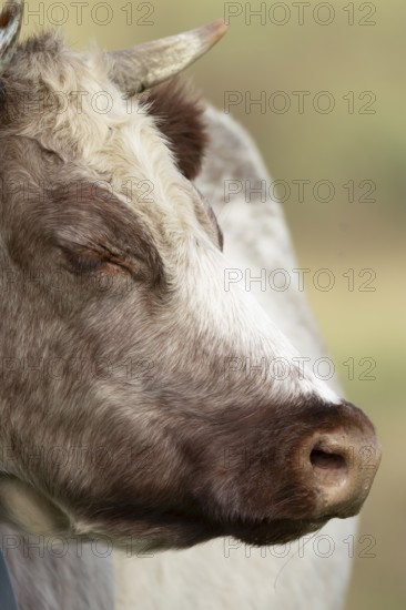 Cattle or Cow (Bos taurus) adult farm animal sleeping, England, United Kingdom