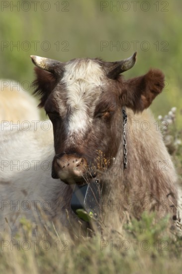Cattle or Cow (Bos taurus) adult farm animal sleeping in a grass field, England, United Kingdom