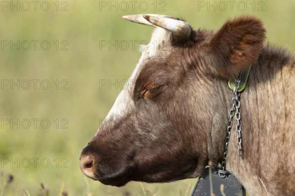 Cattle or Cow (Bos taurus) adult farm animal sleeping in a grass field, England, United Kingdom