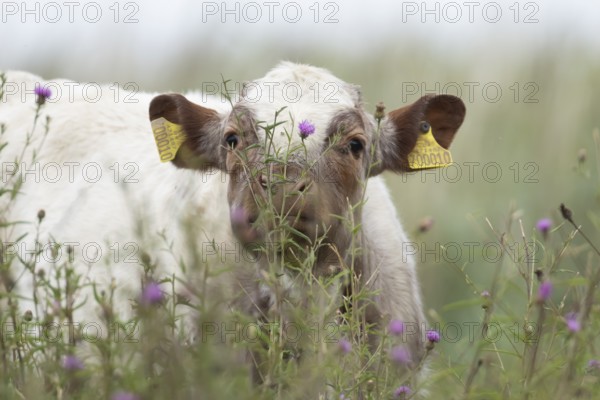 Cattle or Cow (Bos taurus) adult farm animal amongst summer wild flowers in a grass field, England, United Kingdom