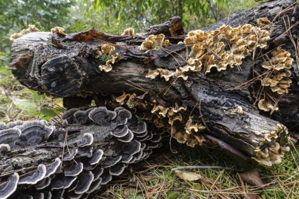 Butterfly Trametes (Trametes versicolor) and oak layer fungus (Stereum gausapatum), Emsland, Lower Saxony, Germany